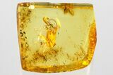 Detailed Fossil Ant-Loving Beetle (Faronus) in Baltic Amber #372538-1